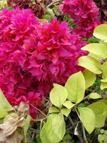 Variet� di Bouganvillea